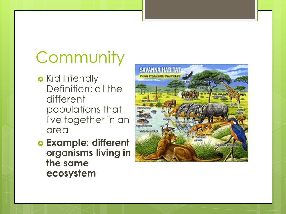 Definition of 'community spirit'